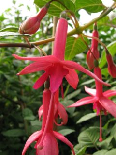 Fuchsia Otti 02